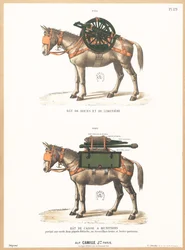 Burros con monturas