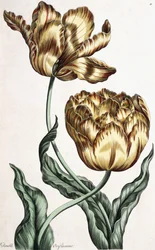 Doble Oriflama, 1759