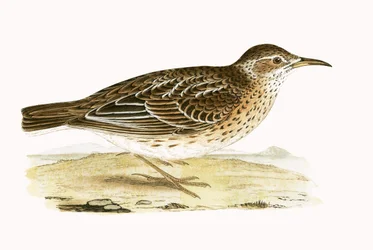 Alondra de Dupont, ilustración de 