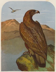 Águila (litografía en color)