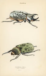 Escarabajo Hércules oriental, Dynastes tityus, macho 1, hembra 2