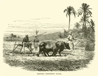 Piso de trilla oriental