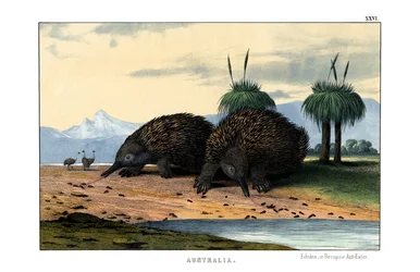 Equidna