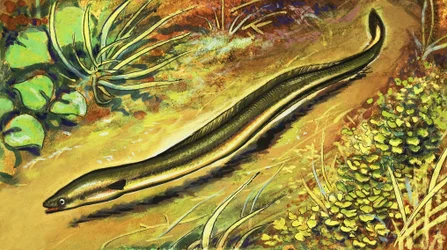 Anguila
