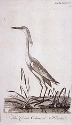 Garza, de 
