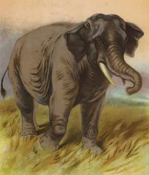 Elefante (litografía en color)