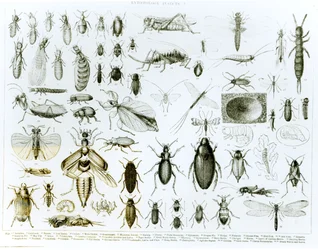 Entomología: insectos