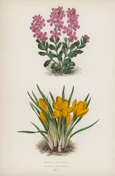 Erinus alpinus; Crocus Aucheri (litografía en color)