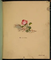 F. 61: Una rosa, Vida y muerte, de un 