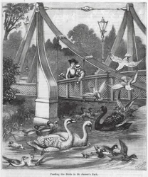 Alimentando a los pájaros en St James