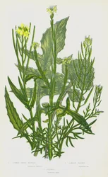 Plantas con flores de Gran Bretaña: Common Hedge Mustard, London Rocket, Flixweed (litografía en color)