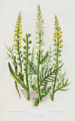 Plantas con flores de Gran Bretaña: Reseda amarilla, Reseda silvestre, Reseda arbustiva