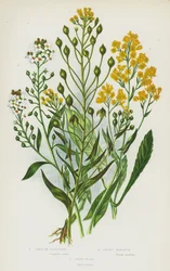 Plantas con flores de Gran Bretaña: Oro de placer, Alyssum dulce, Gualda de tintorero