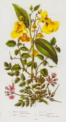 Plantas con flores de Gran Bretaña: Geranio de cigüeña venenoso, Geranio de cigüeña almizclado, Geranio de cigüeña marino, Bálsamo amarillo