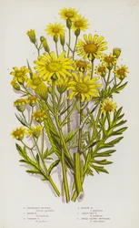 Plantas con Flores de Gran Bretaña: Hierba de Santiago Inelegante, Hierba de Santiago Canosa, Hierba de Santiago Común, Hierba de Santiago de Pantano, Gran Hierba de Santiago de Pantano, Hierba de Santiago de Hojas Anchas
