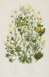 Plantas con Flores de Gran Bretaña: Saxífraga Musgosa, Saxífraga Musgosa, Saxífraga Musgosa, Saxífraga Musgosa, Saxífraga Alpina Aglomerada, Saxífraga Alpina Aglomerada, Saxífraga Alpina Musgosa, Saxífraga de Geranio, Saxífraga Dorada, Saxífraga Dorada Com