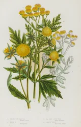 Plantas con flores de Gran Bretaña: Nodding Bur Marigold, Trifid Bur Marigold, Sea Side Cotton Weed, Common Tansy (litografía en color)