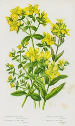 Plantas con flores de Gran Bretaña: Hierba de San Juan perforada, Hierba de San Juan imperforada, Hierba de San Juan rastrera, Hierba de San Juan de montaña (litografía en color)