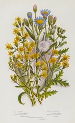 Plantas con Flores de Gran Bretaña: Estrella de Mar, Vara de Oro Común, Hierba de Santiago Común, Hierba de Santiago Apestosa, Hierba de Santiago de Montaña