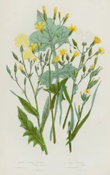 Plantas con flores de Gran Bretaña: Lechuga de olor fuerte, Lechuga espinosa, Lechuga menor, Lechuga de hoja de hiedra (litografía en color)