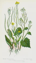 Plantas con flores de Gran Bretaña: Mostaza de treacle de semilla de gusano, Mostaza de treacle de ajo, Mostaza de treacle de oreja de liebre