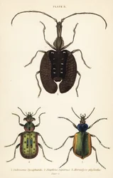 Cazador de orugas del bosque, Calosoma sycophanta 1, escarabajo terrestre, Elaphrus riparius 2, y escarabajo violín, Mormolyce phyllodes 3
