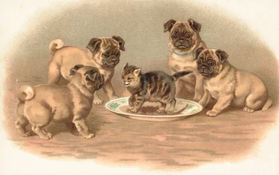 Cuatro perros pug sentados alrededor de un gatito en un plato