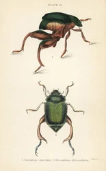 Escarabajo de patas de rana o escarabajo canguro, Sagra papuana 1, y escarabajo brillante de hoja, Chrysophora chrysochlora 2