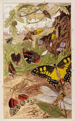 Frontispiece for Insects at Home by J G Wood (litografía en color)