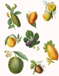 Fruta