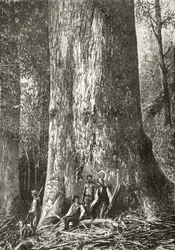 Árbol de goma gigante, de 