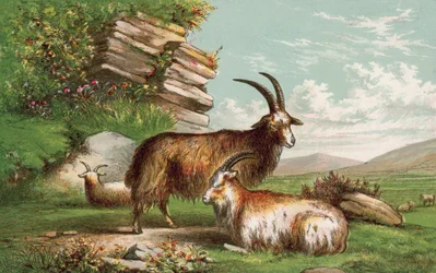 Cabras