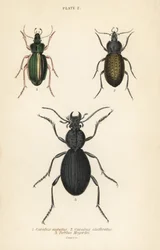 Escarabajo de tierra dorado, Carabus auratus 1, escarabajo de tierra, Carabus clathratus 2, y gran escarabajo de tierra negro, Tefflus megerlei