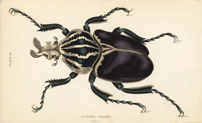 Escarabajo Goliat, Goliathus goliatus (Goliathus magnus)
