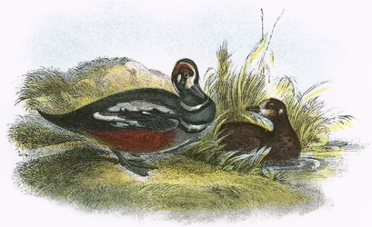 Pato Arlequín