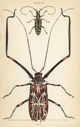 Escarabajo arlequín, Acrocinus longimanus 1, y escarabajo de cuerno largo de cara plana, Taeniotes subocellatus 2