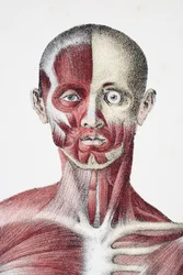 Cabeza y hombros del cuerpo humano masculino mostrando músculos, tendones y huesos, de Los Vasos del Cuerpo Humano, editado por Jones Quain y William Wilson, publicado por Taylor y Watson, Londres en 1837