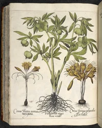 Helleborus niger (eléboro negro) de 