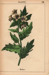 beleño   , de "The Instructive Picturebook, or Lessons from the Vegetable World", [Charlotte Mary Yonge], Edimburgo