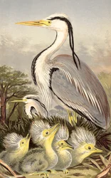 Garza y cría (cromolito)