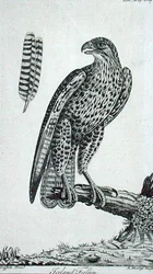 Halcón islandés (Falco Rusticolus), de 