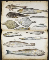 Ilustraciones relacionadas con De Historia Piscium, de John Ray, c.1686 (acuarela sobre papel)