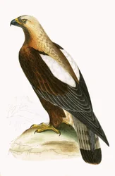 Águila Imperial, ilustración de 
