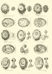 Incubación de un pollo, página de El Museo Pictórico de la Naturaleza Animada