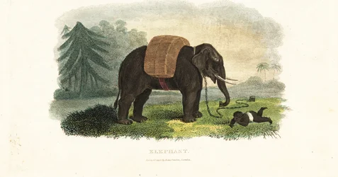 Niño indio dejado bajo la protección de un elefante encadenado mientras los padres buscan comida en el bosque
