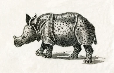 Rinoceronte indio, o rinoceronte mayor de un cuerno, Rhinoceros unicornis, de una impresión del siglo XVIII (grabado)
