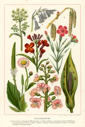 Inflorescencias (litografía en color)