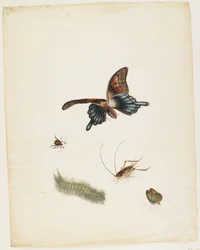 Insectos