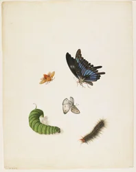Insectos, c. 1805