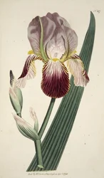 Iris Sambucina (Iris con aroma a saúco), de The Botanical Magazine or Flower Garden Displayed, pub. 1792